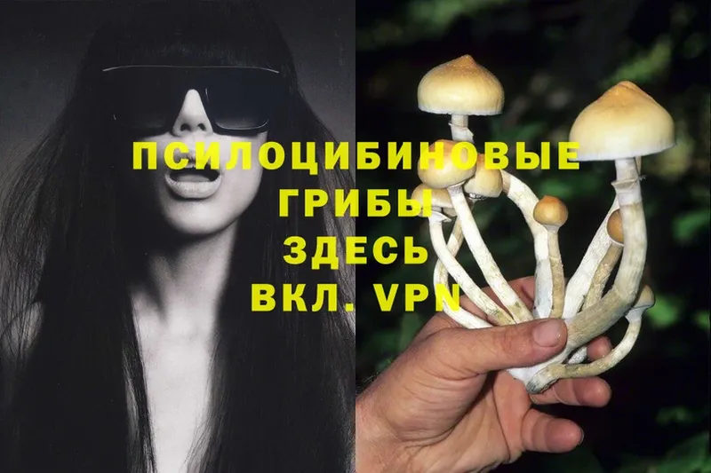 Псилоцибиновые грибы Psilocybe  Калязин 